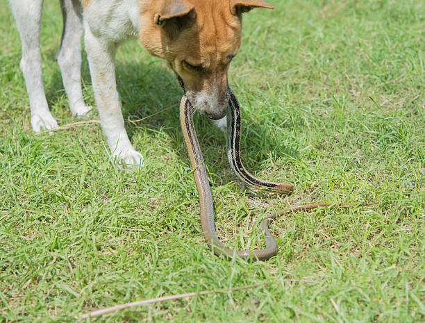 Moenie kyk nie – red jou hond!