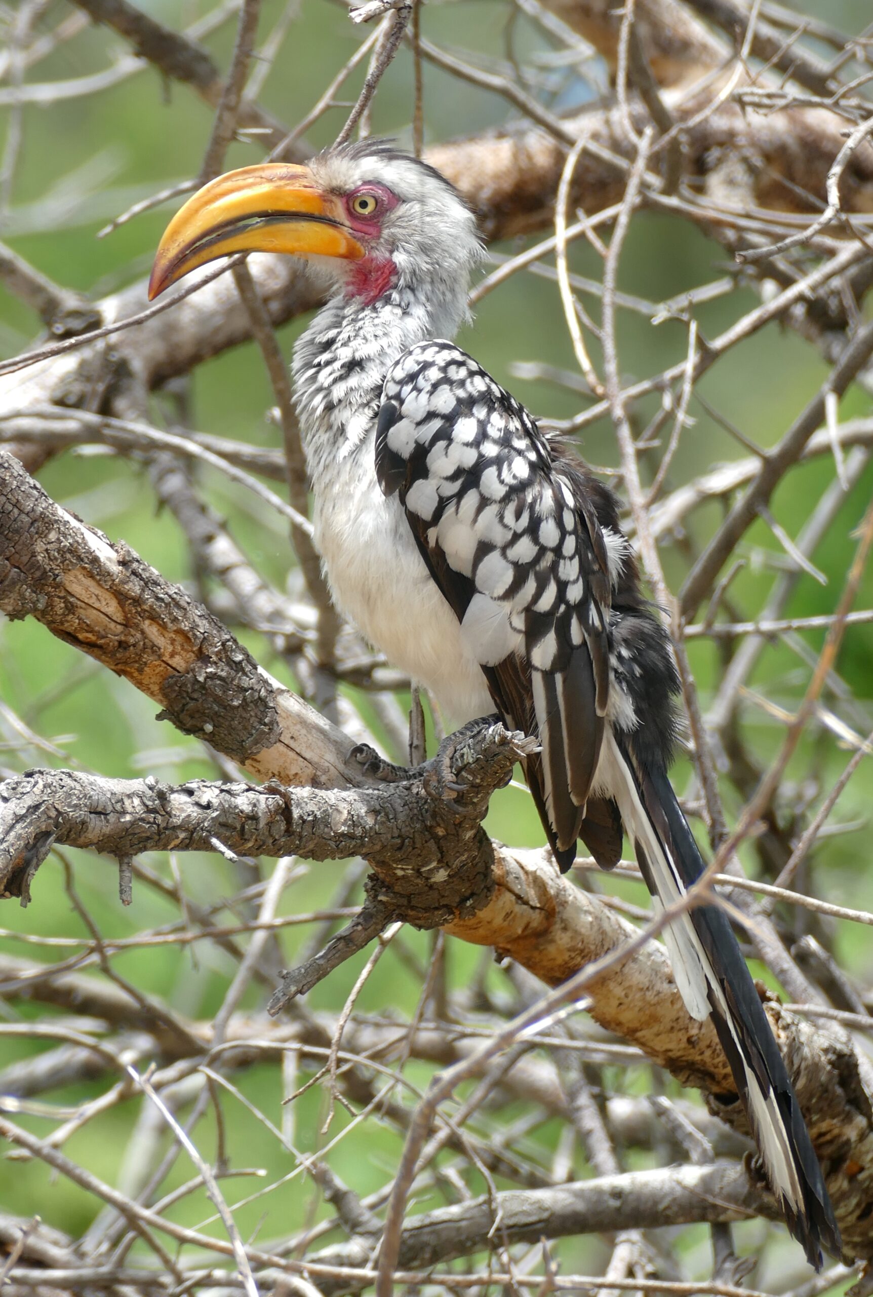 Southern_Yellow-billed_Hornbill_Tockus_leucomelas_46061771954.jpg
