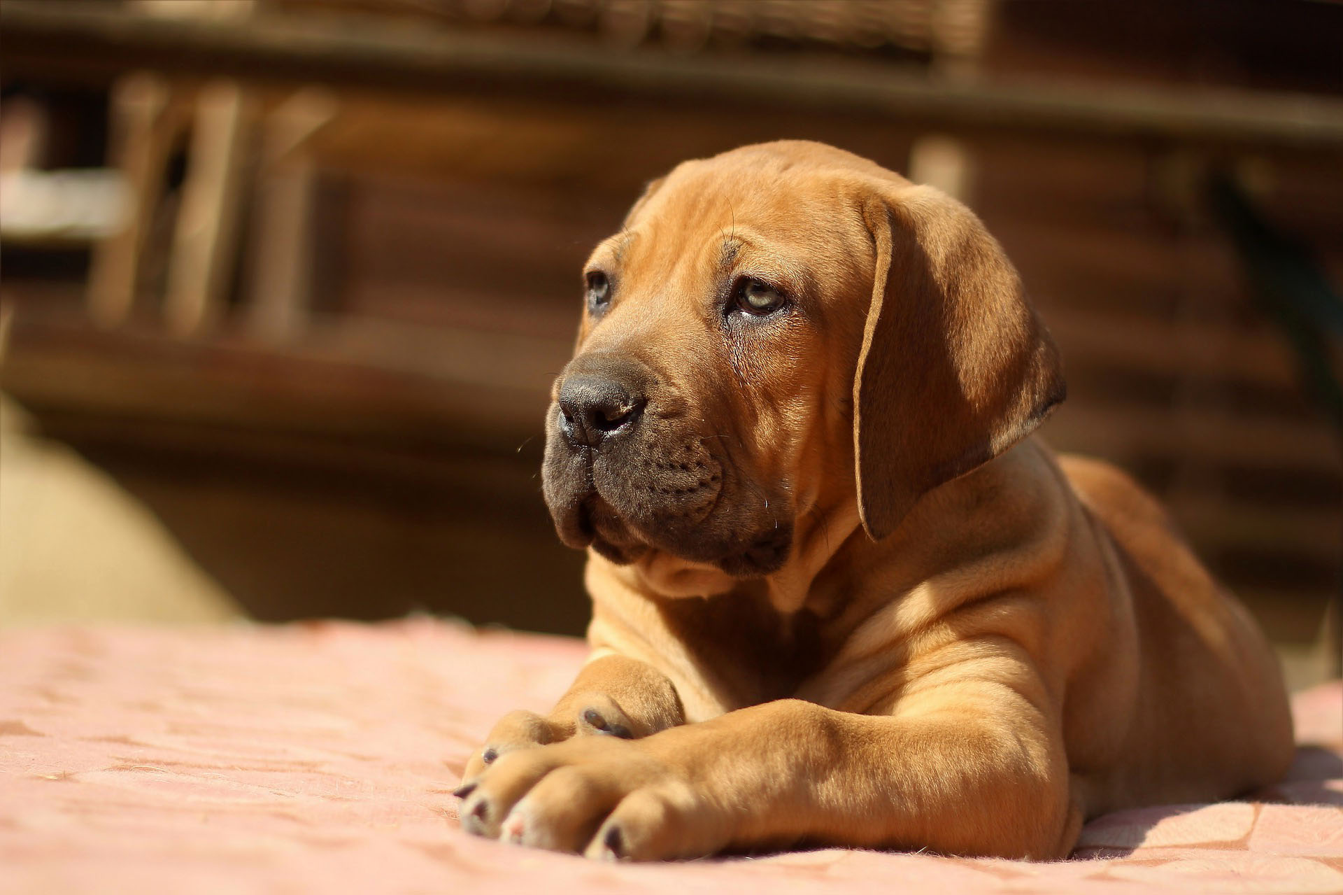 Boerboel-puppy-5.jpg