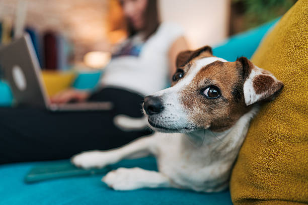 Slim honde kan woorde aanleer deur bloot af te luister