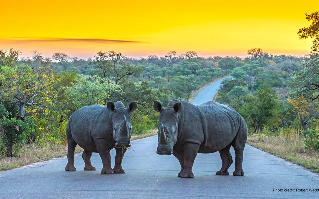 Renosterstropery in Kruger bykans verdubbel in 2025