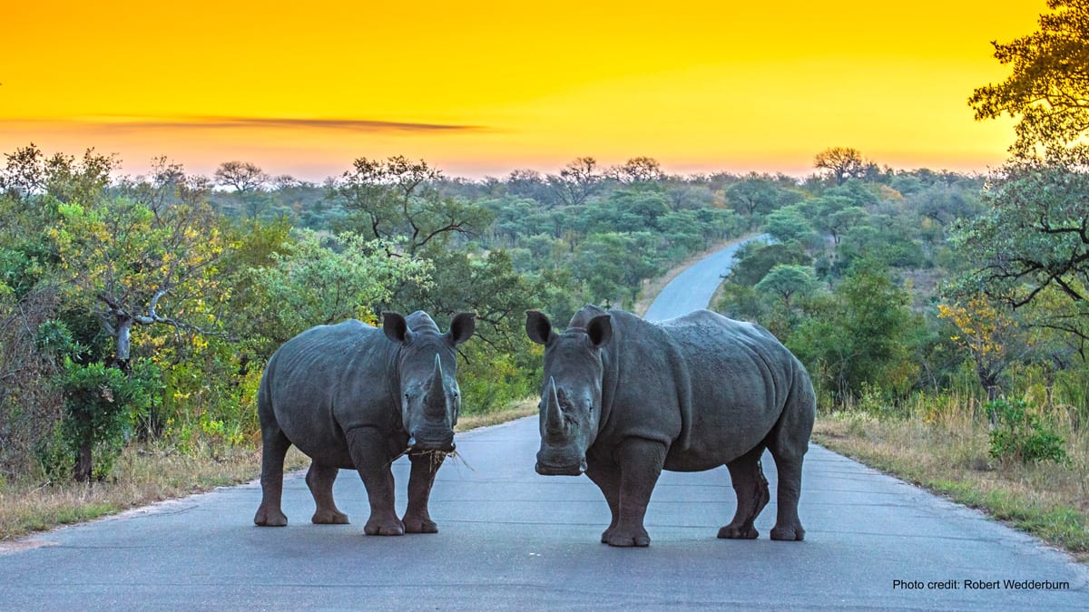 White-RhinosKruger-Park-SA-by-Robert-Wedderburnshutterstock_1173410614_1200x675.jpg
